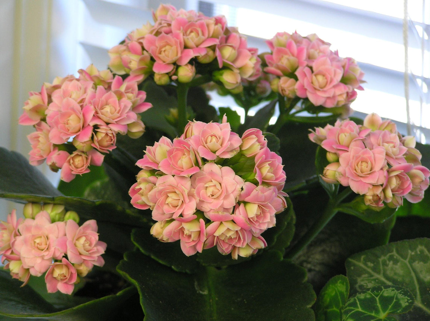 Kalanchoe Blossfeldiana (Calandiva Weaver Bicolour Pink)