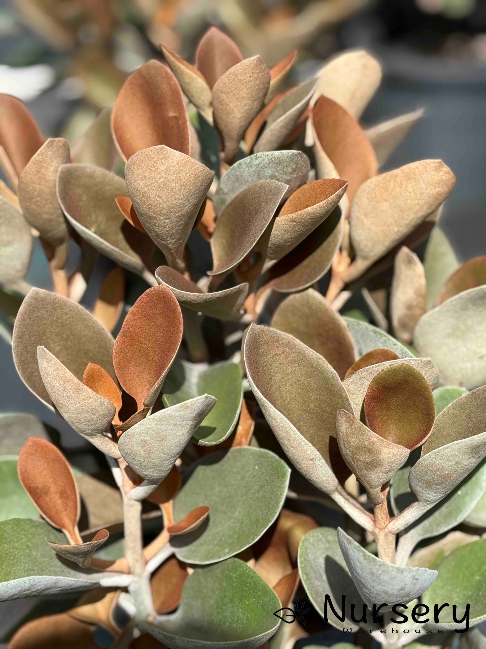 copper leaf succulent Copper Spoons – Unique Succulent with Copper Leaves