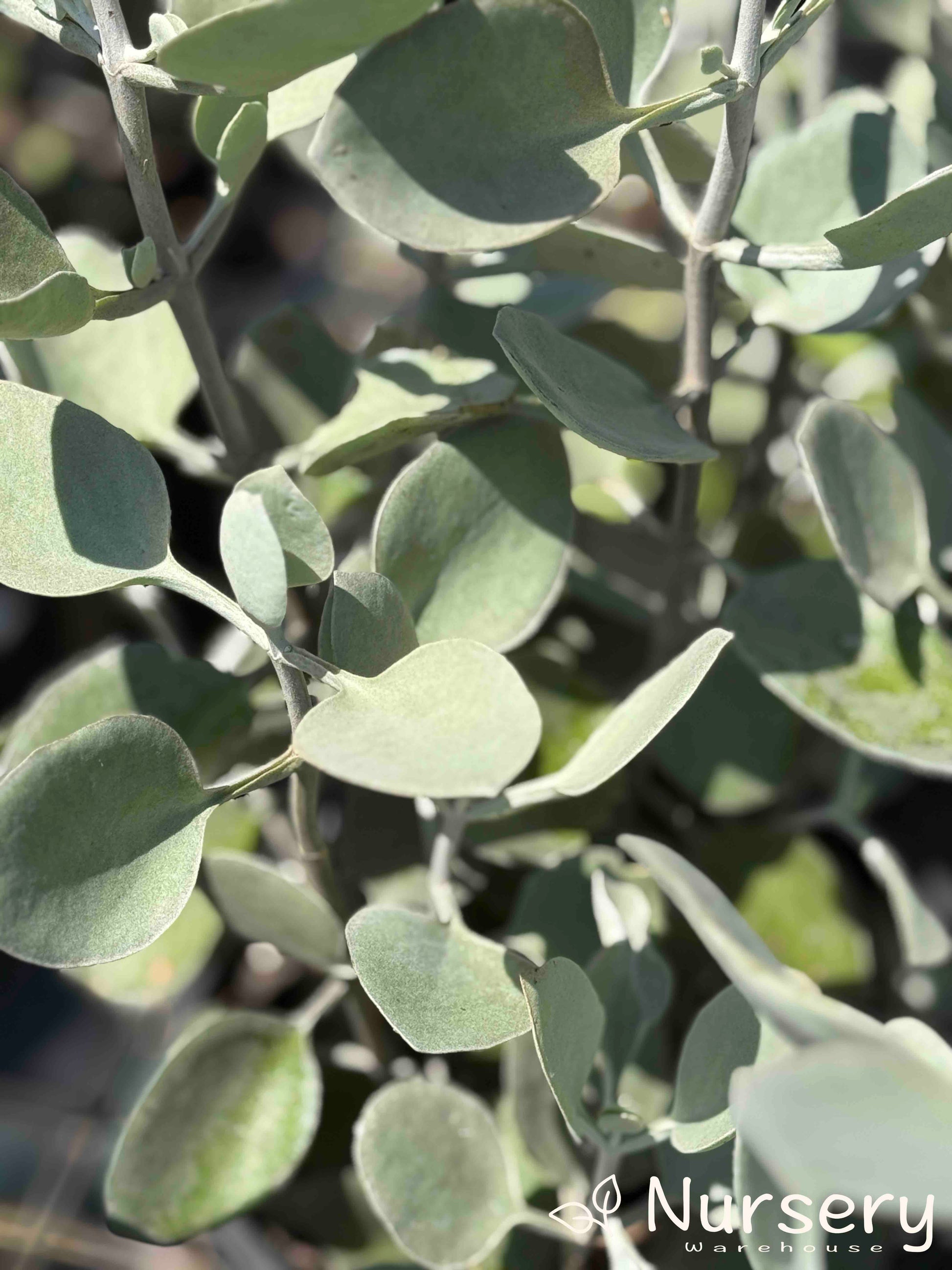 grey leaf succulent Silver Spoons – Unique Succulent with Silver-Grey Foliage