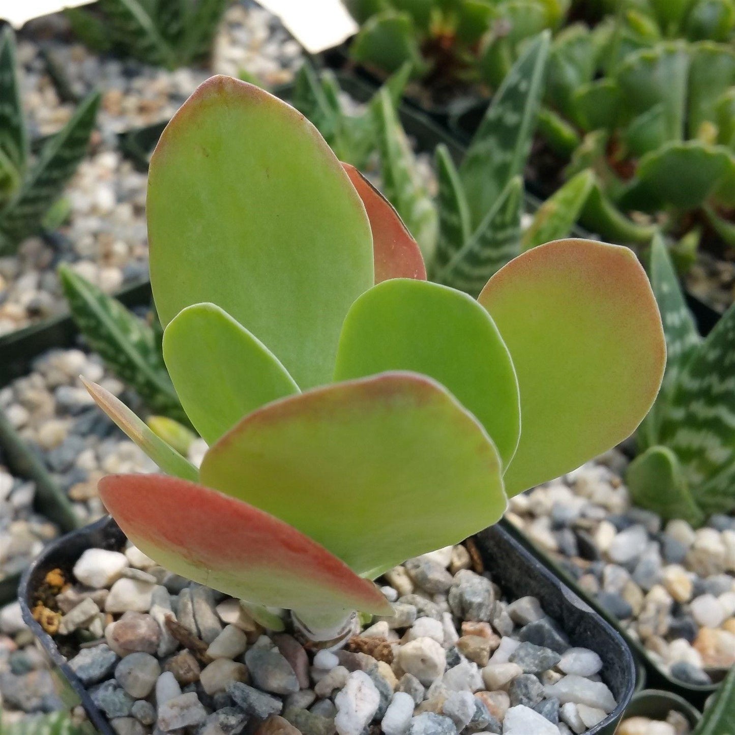 Kalanchoe Luciae ‘Flapjacks’ (Flapjacks Paddle Plant)