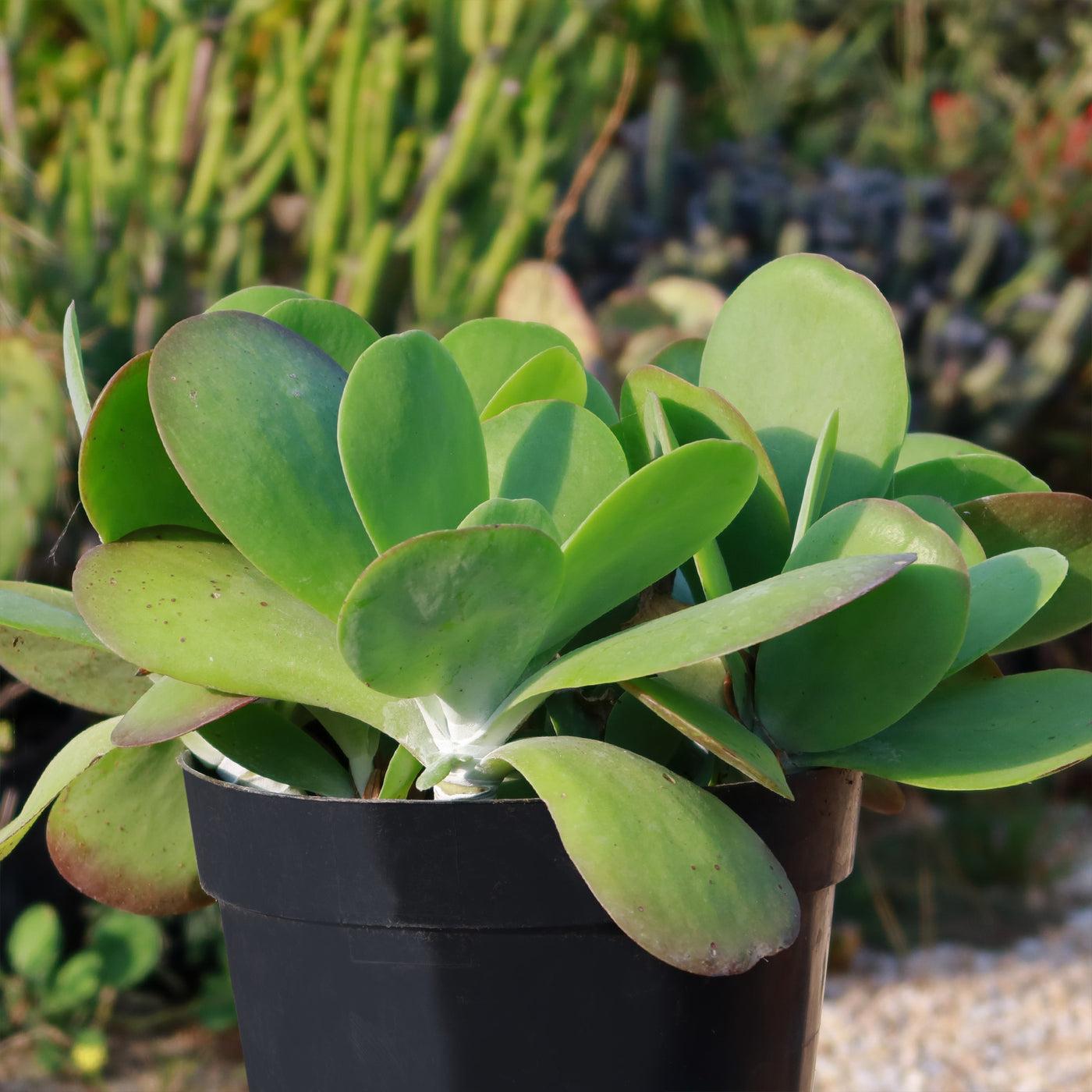 Kalanchoe Luciae ‘Flapjacks’ (Flapjacks Paddle Plant)