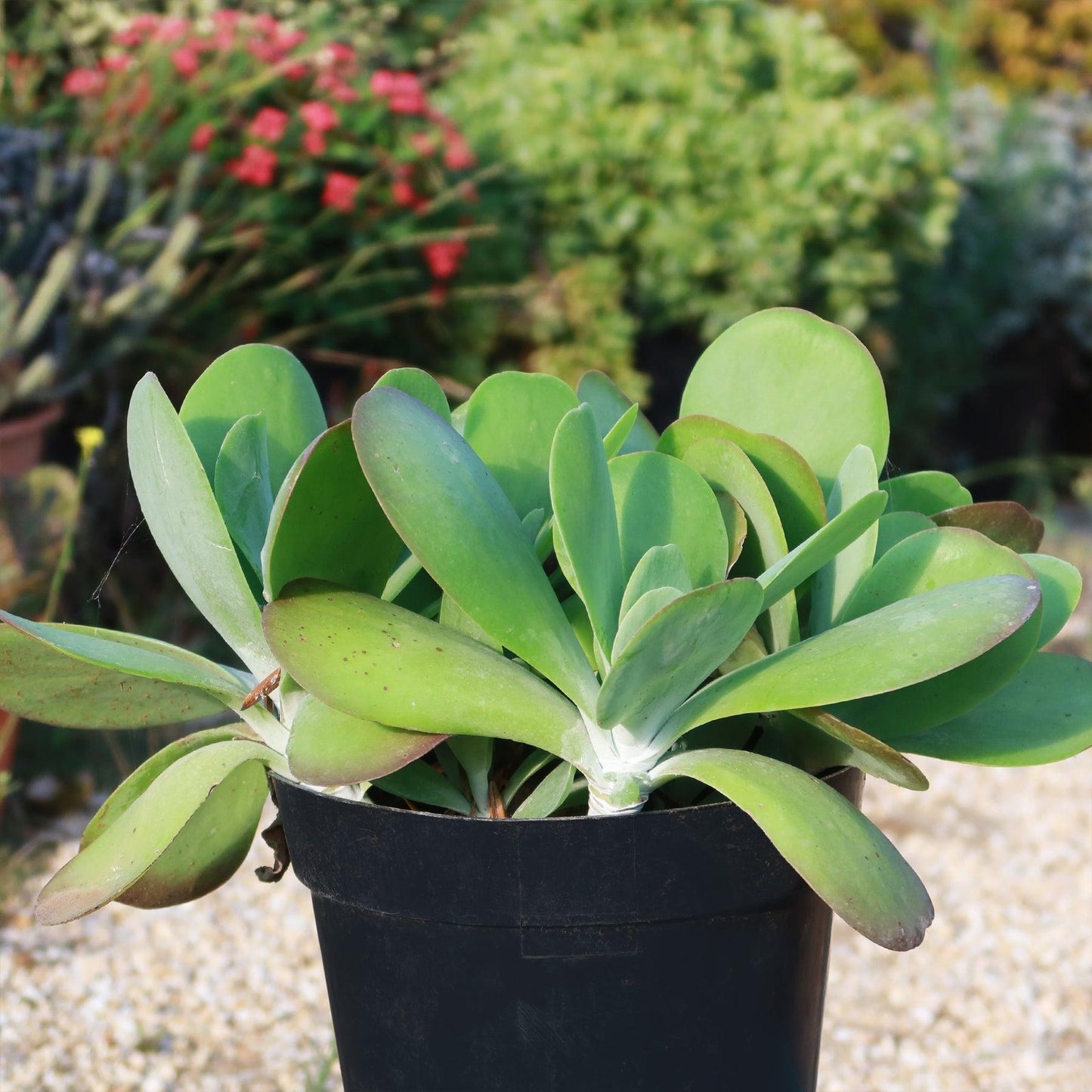 Kalanchoe Luciae ‘Flapjacks’ (Flapjacks Paddle Plant)
