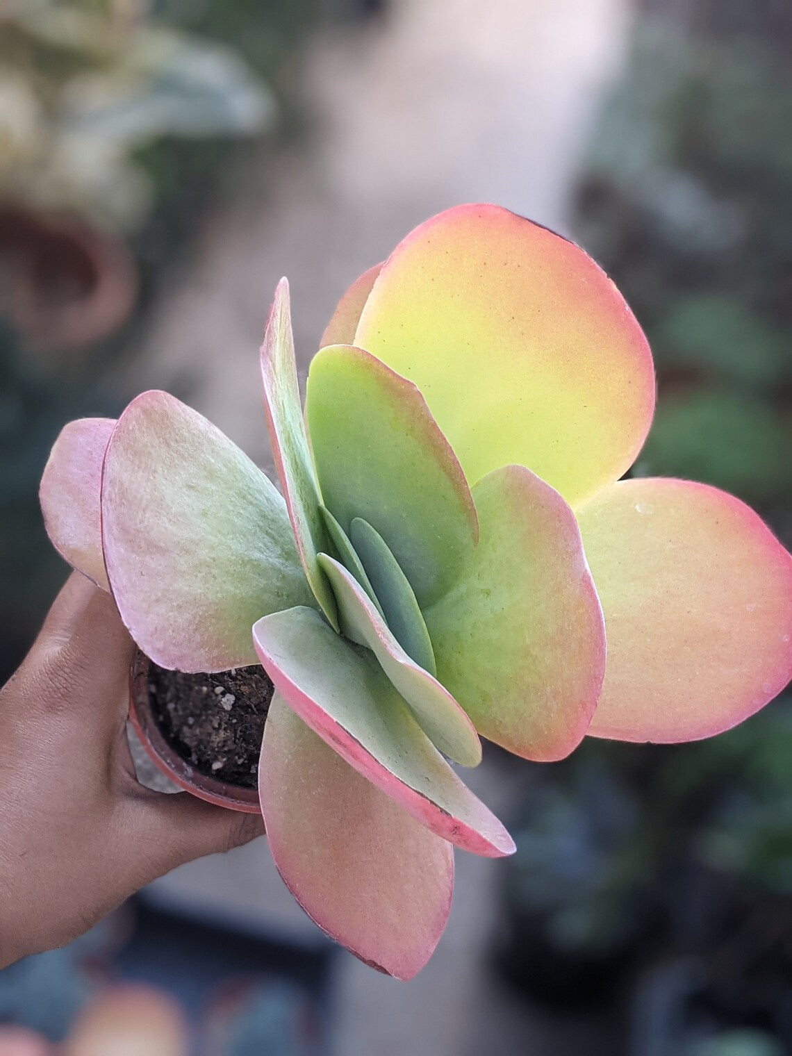Kalanchoe Luciae ‘Flapjacks’ (Flapjacks Paddle Plant)