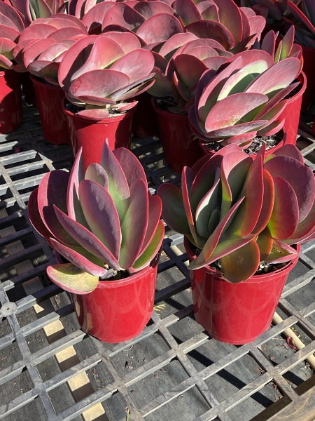 Kalanchoe Luciae ‘Flapjacks’ (Flapjacks Paddle Plant)