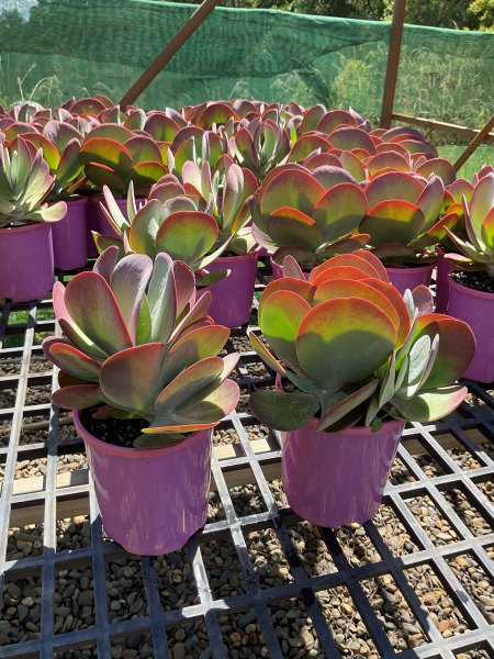 Kalanchoe Luciae ‘Flapjacks’ (Flapjacks Paddle Plant)