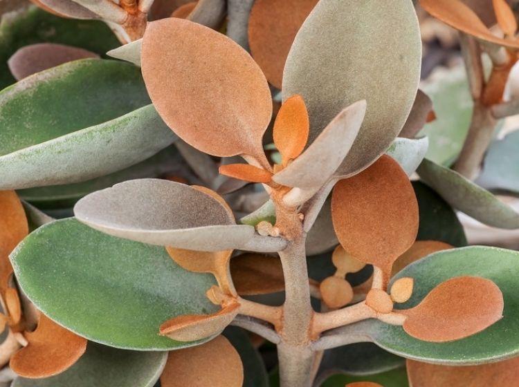 Kalanchoe Orgyalis (Copper Spoons)