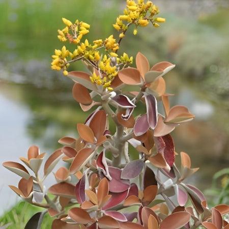Kalanchoe Orgyalis (Copper Spoons)