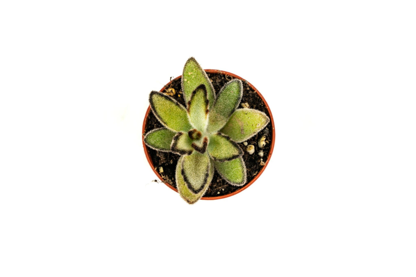 Kalanchoe Tomentosa (Panda Plant)