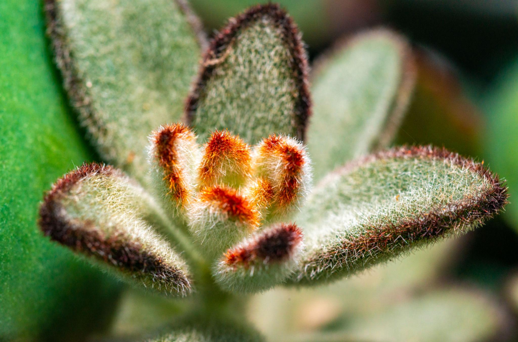 Kalanchoe Tomentosa (Panda Plant)