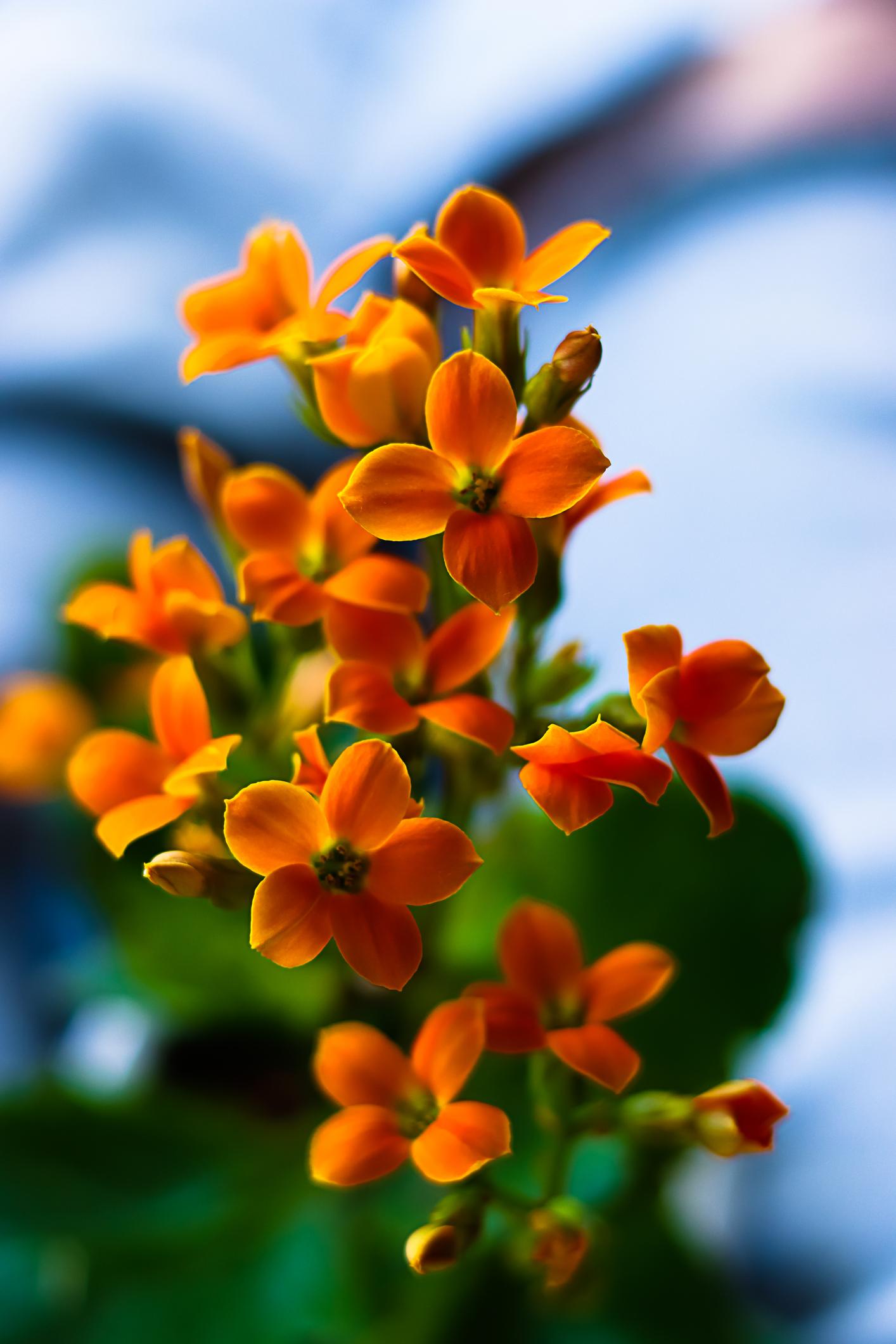 Kalanchoe Tomentosa (Panda Plant)