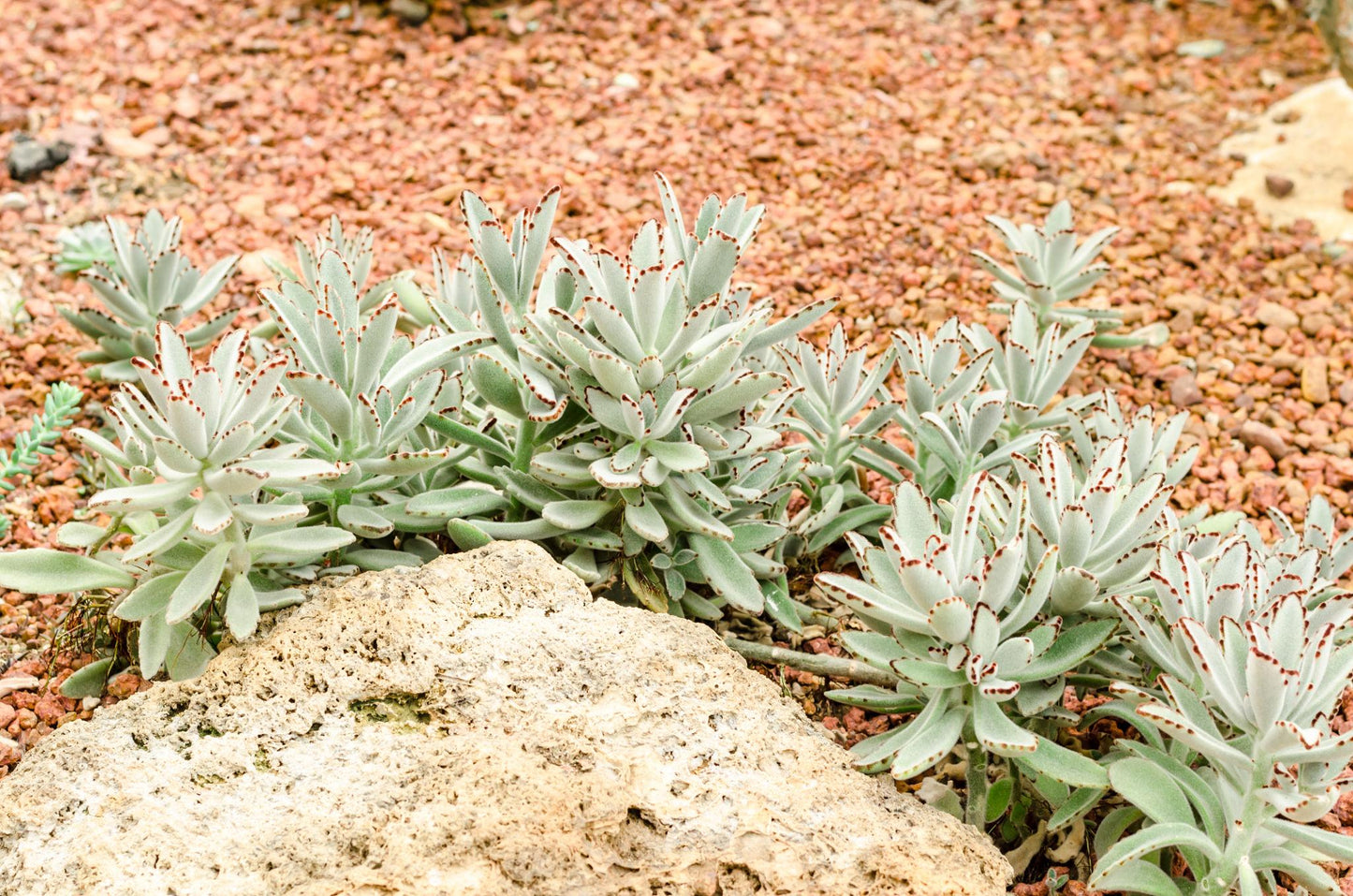 Kalanchoe Tomentosa (Panda Plant)