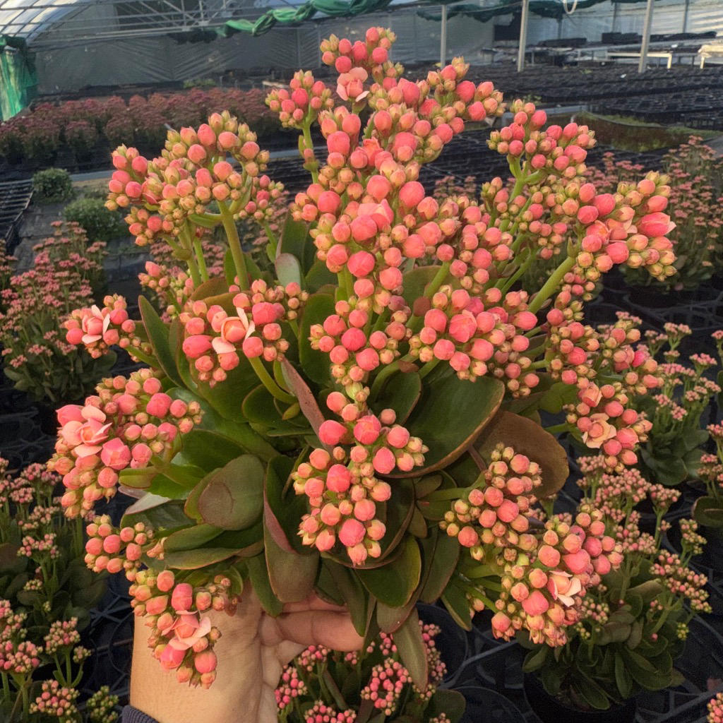 Kalanchoe Blossfeldiana (Calandiva Weaver Bicolour Pink)