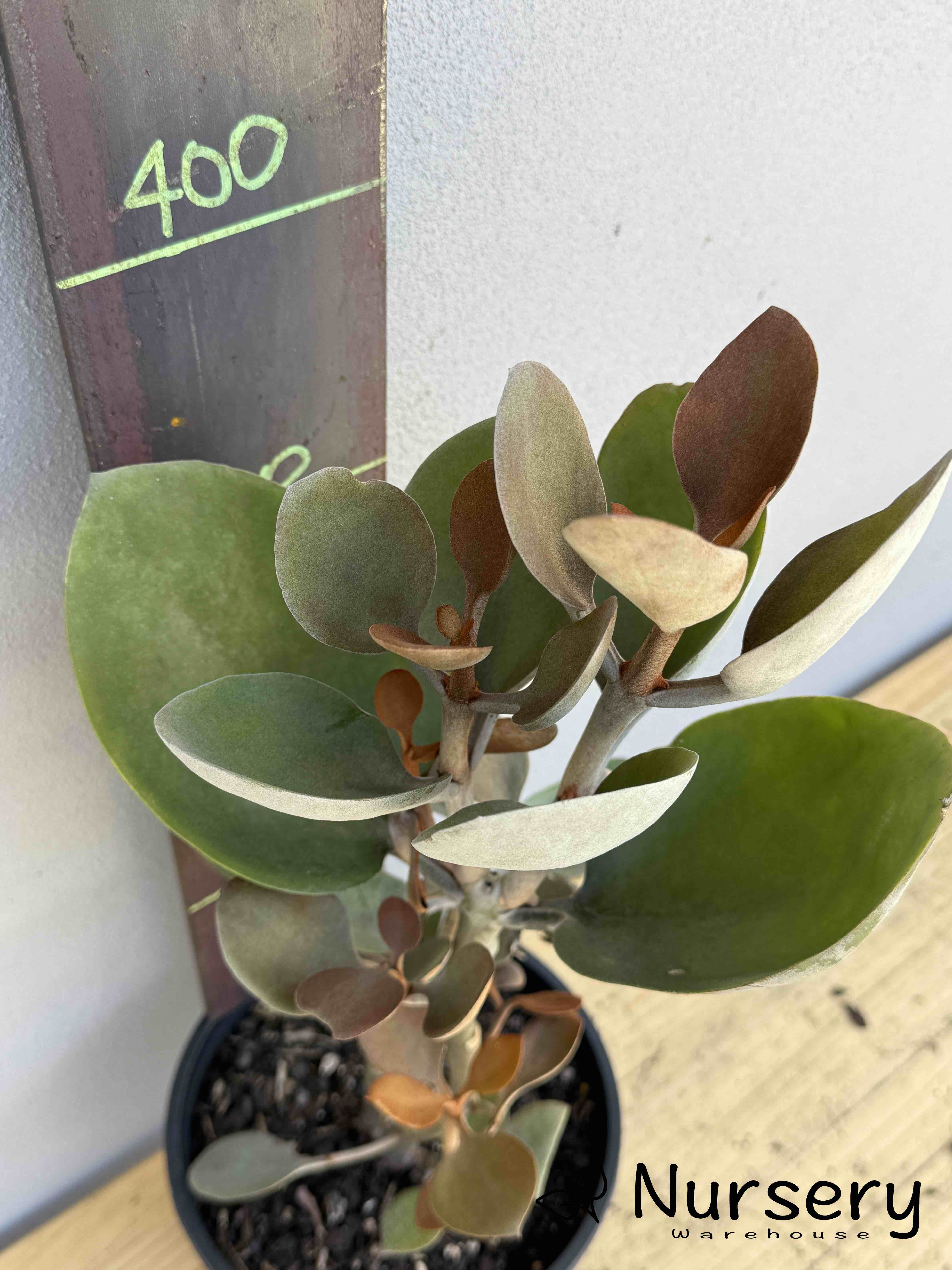 Kalanchoe 'Copper Spoons' (#007)