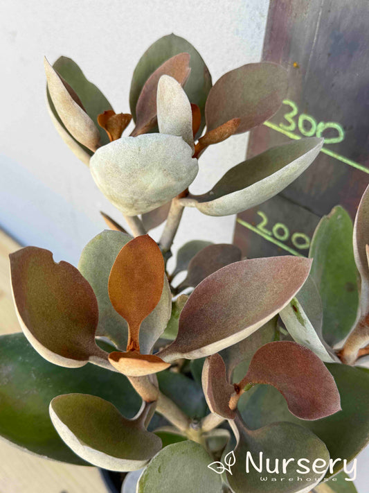 Kalanchoe 'Copper Spoons' (#008)