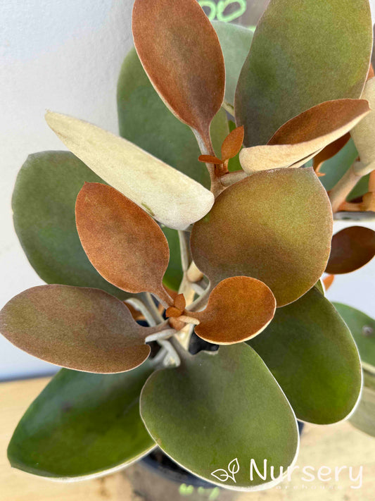 Kalanchoe 'Copper Spoons' (#009)