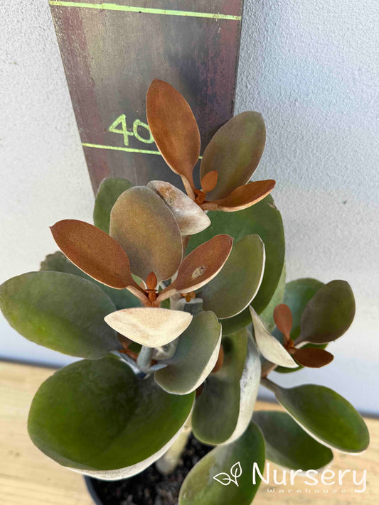 Kalanchoe 'Copper Spoons' (#010)
