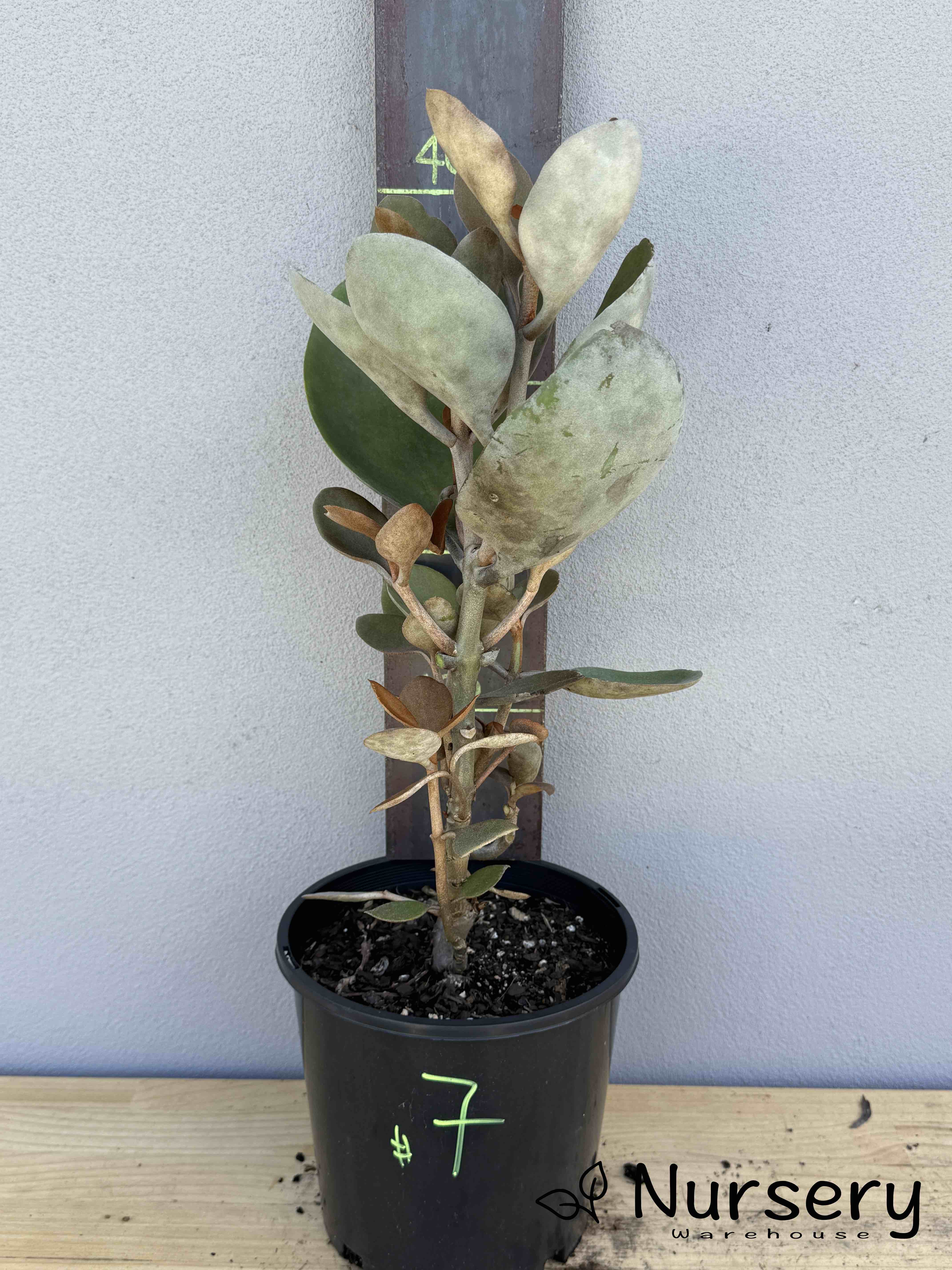 Kalanchoe 'Copper Spoons' (#007)