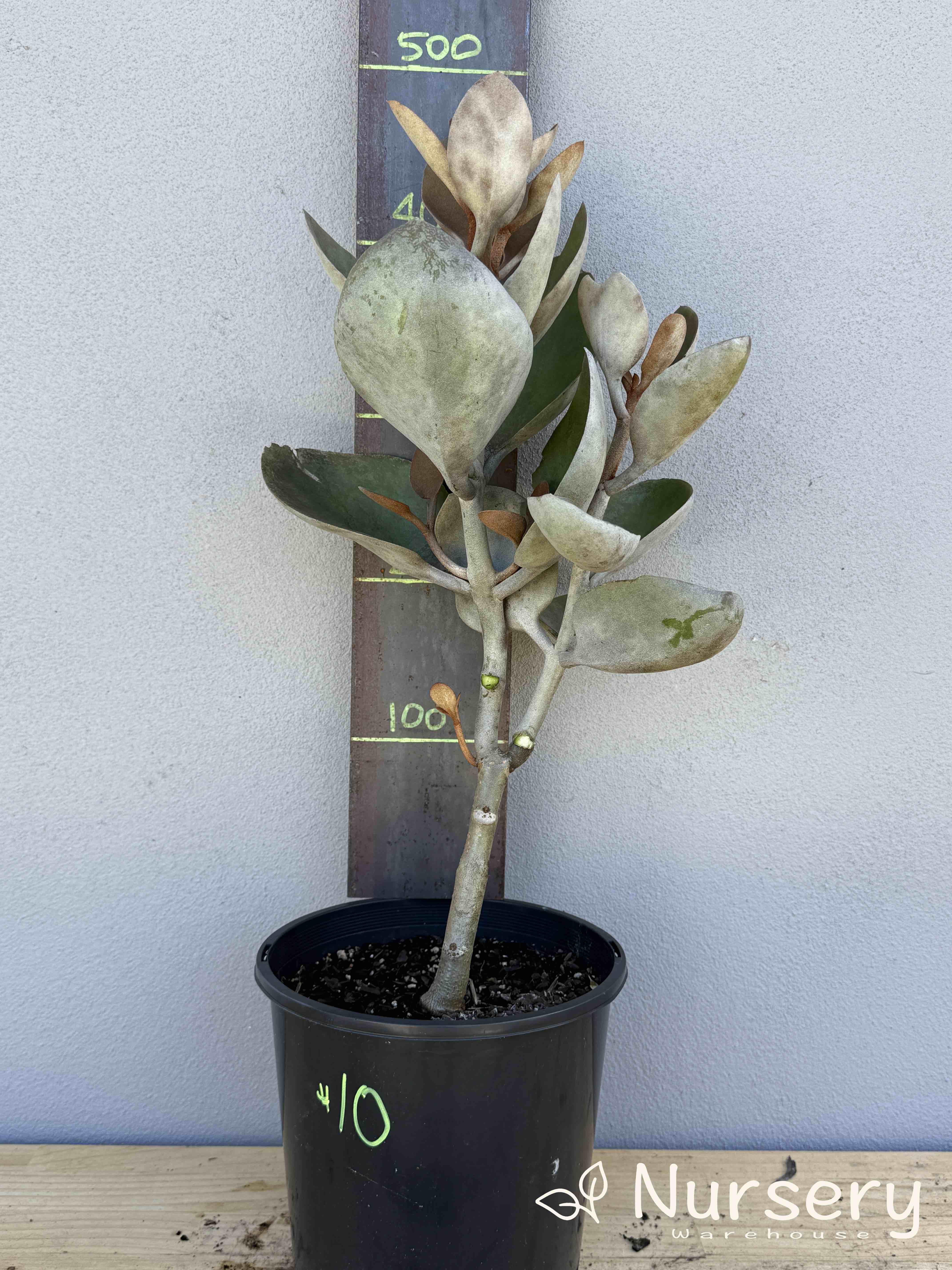 Kalanchoe 'Copper Spoons' (#010)
