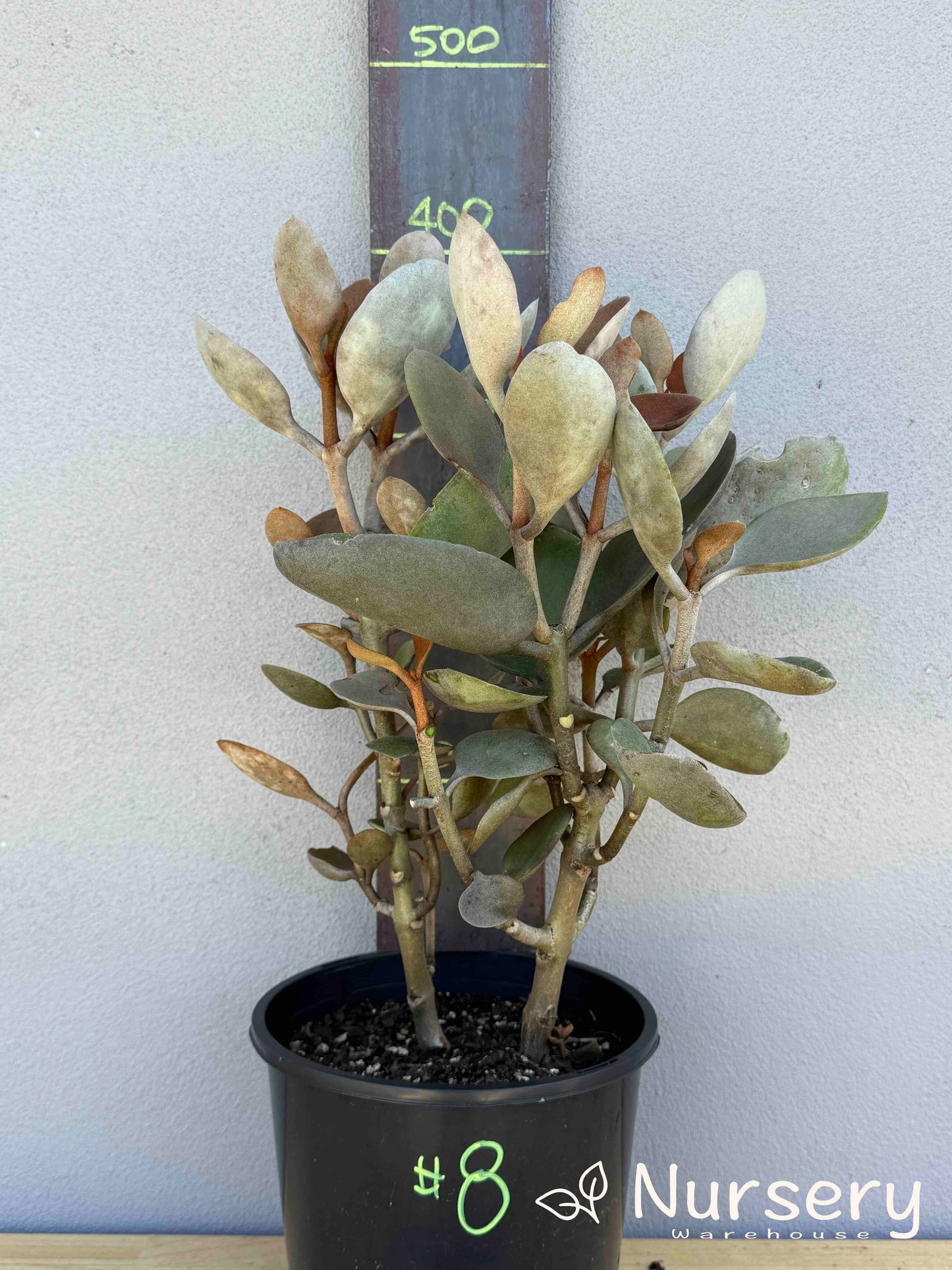 Kalanchoe 'Copper Spoons' (#008)