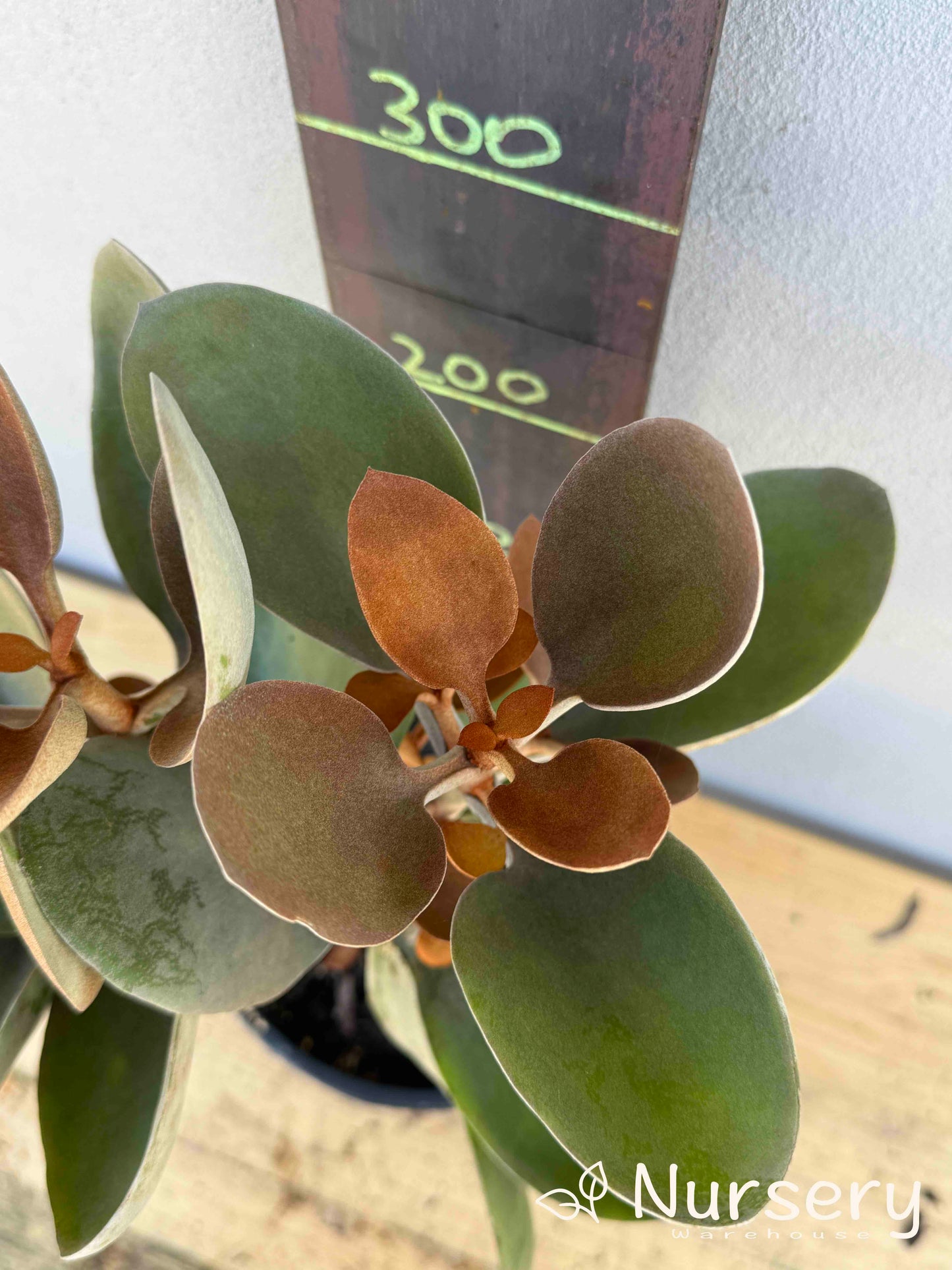 Kalanchoe 'Copper Spoons' (#009)