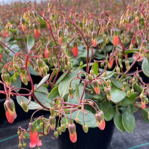 Kalanchoe 'Freedom Bells' (Freedom Bells Kalanchoe)