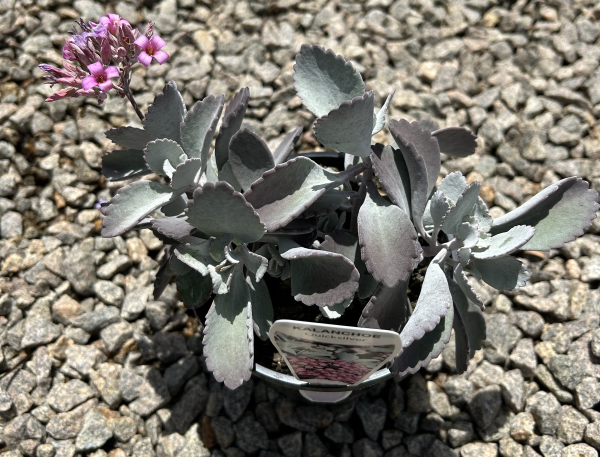 Kalanchoe Pumila 'Quicksilver'