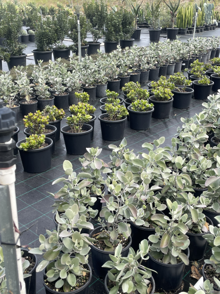 Kalanchoe Bracteata (Silver Spoons)