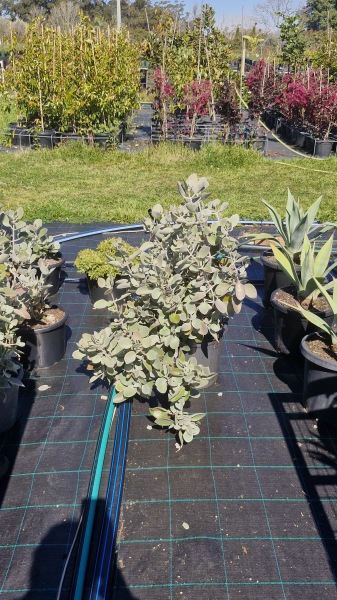 Kalanchoe Bracteata (Silver Spoons)