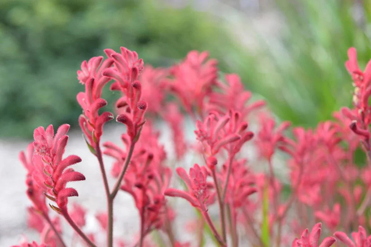Anigozanthos Hybrida ‘Bush Crystal’ (Bush Crystal Kangaroo Paw)
