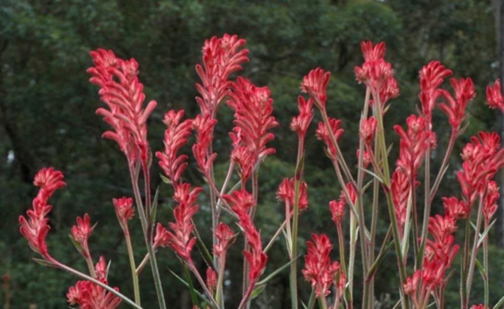 Anigozanthos Hybrida ‘Bush Crystal’ (Bush Crystal Kangaroo Paw)