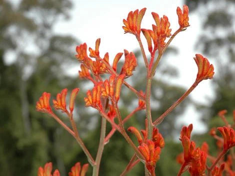 Anigozanthos Landscape Tangerine (Kangaroo Paw)