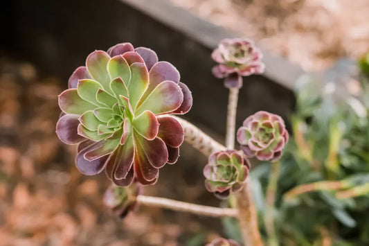 Aeonium ‘Tricolour’