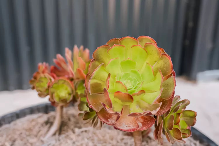 Aeonium ‘Ruby Lace’ – Succulent