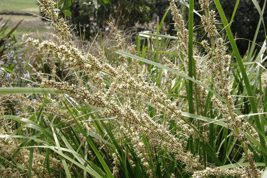 Lomandra longifolia ‘Katrinus Deluxe’