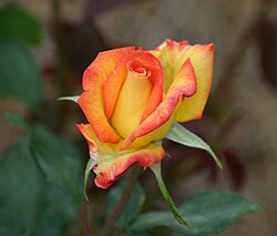Rosa ‘Kelly’s Gold’ (Floribunda Rose)
