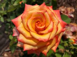 Rosa ‘Kelly’s Gold’ (Floribunda Rose)