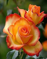 Rosa ‘Kelly’s Gold’ (Floribunda Rose)