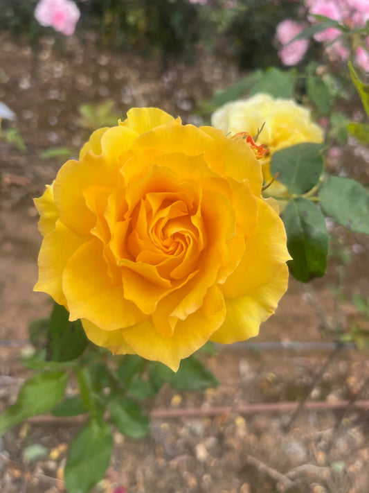 Rosa ‘Kelly’s Gold’ (Floribunda Rose)