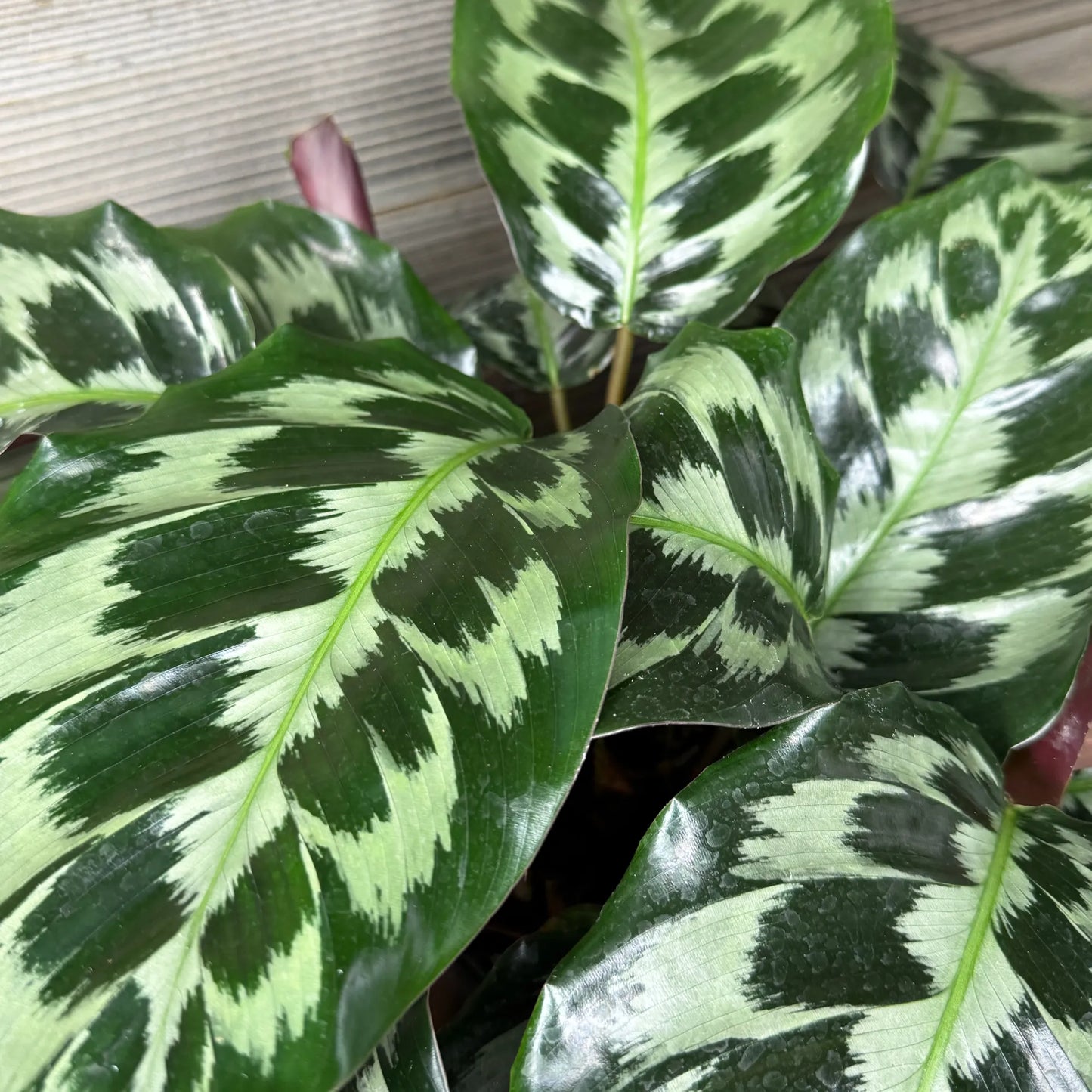 Calathea ‘Helen Kennedy’ (Prayer Plant)