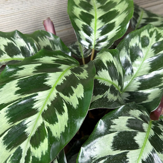 Calathea ‘Helen Kennedy’ (Prayer Plant)