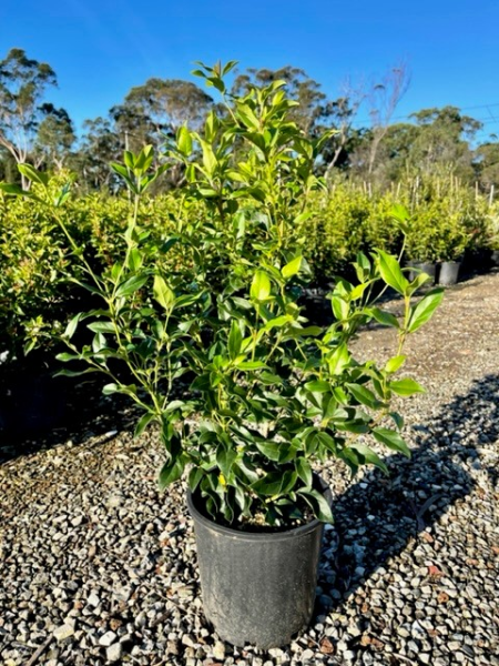 Viburnum Tinus (Laurel Leaf Viburnum)