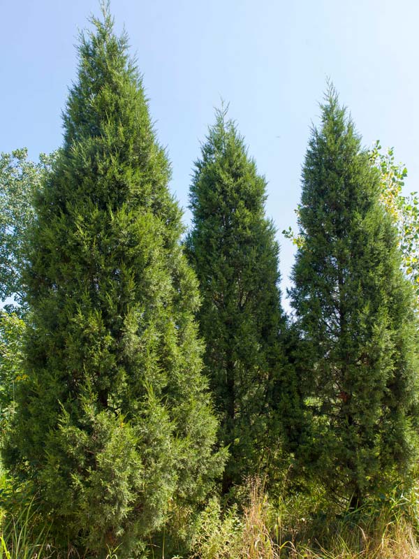 Juniperus Chinensis 'Keteleeri'