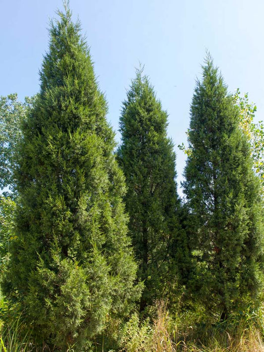 Juniperus Chinensis 'Keteleeri'