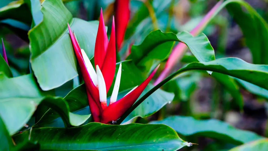 Heliconia Angusta