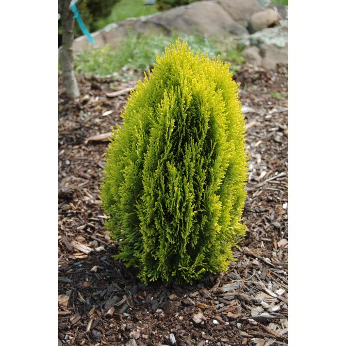 Thuja Orientalis 'Morgan' (Morganii Oriental Arborvitae)