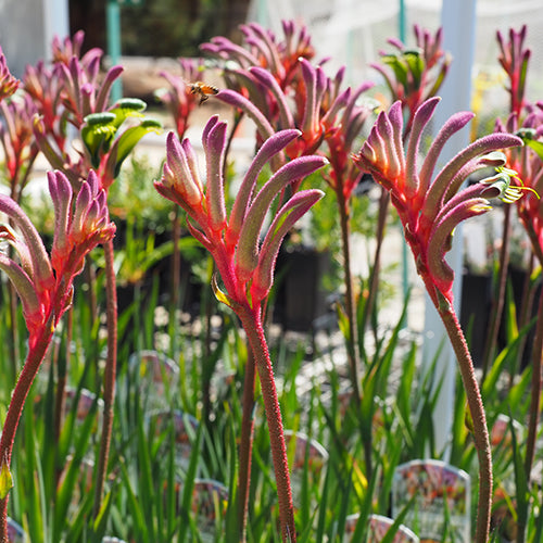 Anigozanthos ‘Kings Park Royale’ (Kangaroo Paw)