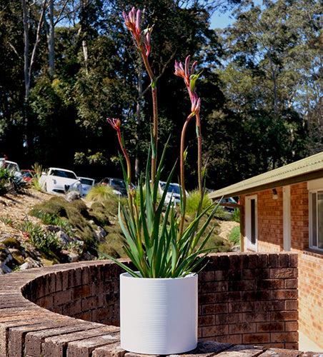 Anigozanthos ‘Kings Park Royale’ (Kangaroo Paw)