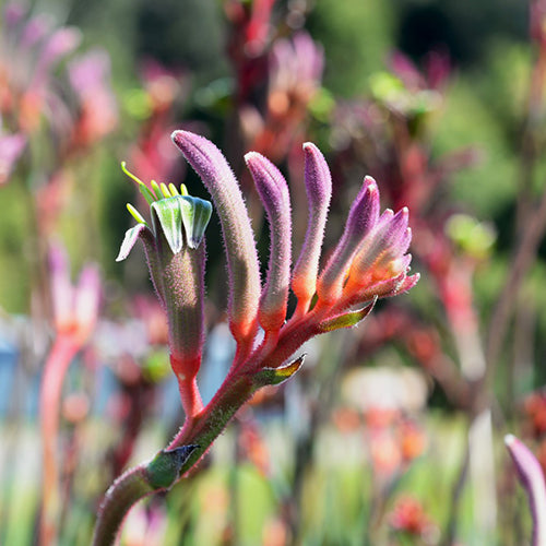 Anigozanthos ‘Kings Park Royale’ (Kangaroo Paw)