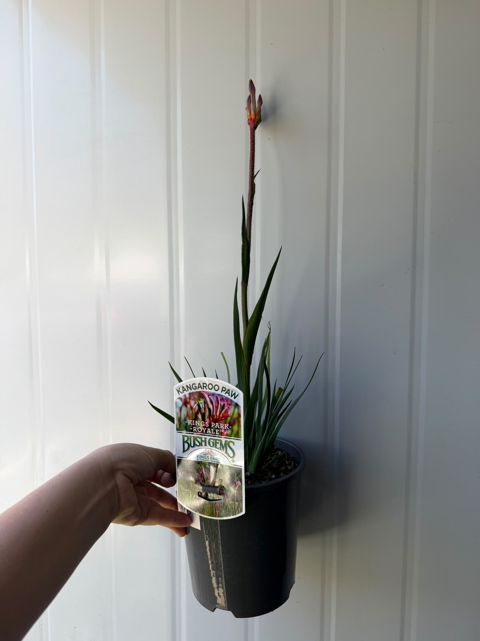 Anigozanthos 'Kings Park Royal' (Kangaroo Paw) CLEARANCE