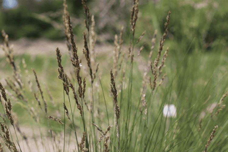 Poa poiformis (PP500) KINGSDALE™